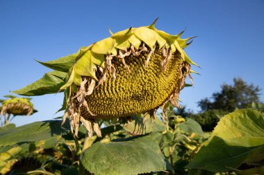 Olgun ayçiçeği ve tohumlar güneşli bir günde hasat için hazır. Tarım, tarım, ekoloji ve doğa kavramı.