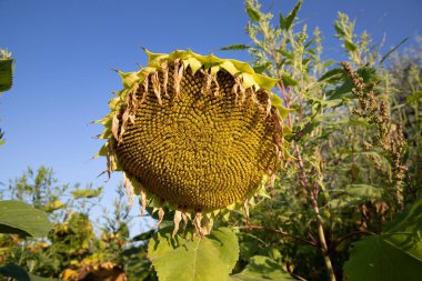 Olgun ayçiçekleri ve tohumlar güneşli tarlalarda hasat için hazır. Tarım, tarım ve doğa kavramı.
