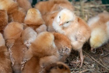 Pofuduk sarı ve kahverengi yavru tavukların kırsal yaşam ve organik tarım üreten kümes hayvanları kavramına yakın bir grup.
