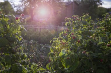 Yeşil çalılıklarda yetişen olgun kırmızı ahududu meyvelerine yakın organik tarım yaz hasadı sağlıklı beslenme ve doğal gıda