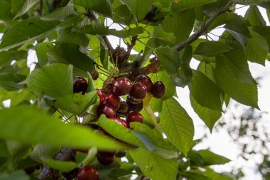 Yeşil yapraklı bir ağaç dalına asılmış iki olgun kırmızı kiraz, doğal organik meyve ve yaz hasat kavramı.