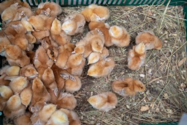 Bir grup genç piliç ve metal kafeslerde tutulan tavuk endüstriyel tarım koşullarını gösteren kümes hayvanları çiftliğinde