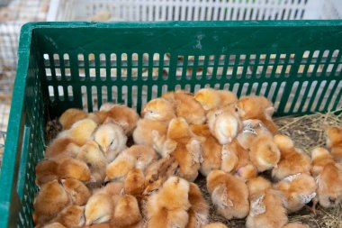 Bir grup genç piliç ve metal kafeslerde tutulan tavuk endüstriyel tarım koşullarını gösteren kümes hayvanları çiftliğinde