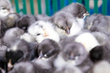 Yumuşak tüylü yavru yavrular bir kutu içinde toplandı. Çiftlik hayvanları kümes hayvanları organik gıda ve tarım kavramları yetiştiriyor.