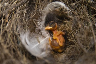 Yuvasında yumurtadan çıkan yeni doğmuş bir kuşa yakın. Kırık kabuklu ve yumurtadan çıkmamış yumurtalar. Vahşi yaşam kavramı yeni bir hayat ve doğa.