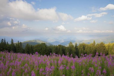 Önplanda açan mor kır çiçekleriyle güzel dağ manzarası, sık orman ve bulutlu mavi gökyüzünün altındaki uzak tepeler..