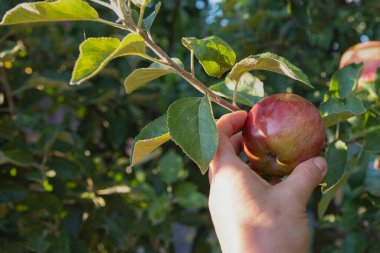 Ağaç dalından elle olgun elma toplayarak meyve bahçesi tarımı ve tarım kavramında hasat yakın.