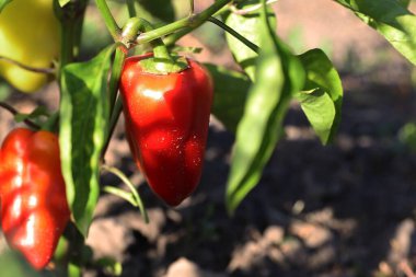 Bahçe toprağında yetişen kırmızı dolma biber. Organik tarım, hasat, sağlıklı sebzeler, doğal beslenme, tarım ve eko bahçıvanlığı kavramı.