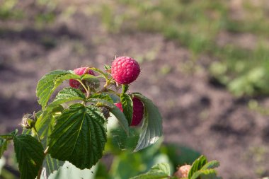 Bahçedeki bir çalılıkta yetişen taze olgun ahududu sağlıklı beslenme ve yaz hasadı gibi doğal organik meyve konseptini kapatır.