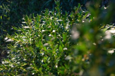 Bahçe düzenlemesi ve çevre kavramları için güneş ışığında parlak yaprakları olan yeşil boxwood çalılarını kapatın.