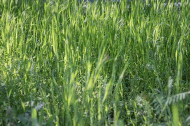 Bahar güneşinde taze yeşil çimlere yakın doğal çayır dokusu arka plan eko tasarımı ve doğa konsepti