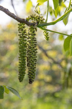 Bahar çiçekleri açan Juglans rejimi botanik arka plan tarımı ve doğa kavramı sırasında ceviz ağacı kestanesi ve taze yeşil yapraklara yakın durun.