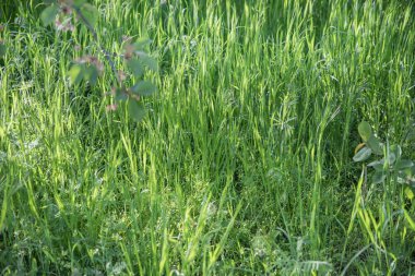 Çevre ve doğa tasarımı kavramı için bahar çayır doğal doku arka planı taze yeşil çimenleri kapatın