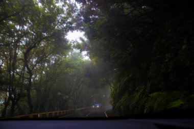 Sisli ormanın içinden dolambaçlı bir yolun manzarası sislerin içinde araba farları parlıyor. Atmosferik seyahat konsepti, gizemli ormanlık ve doğa macerası geçmişi.