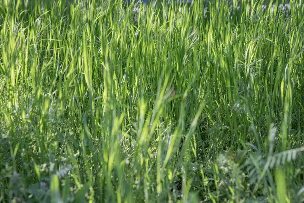 Bahar güneşinde taze yeşil çimlere yakın doğal çayır dokusu arka plan eko tasarımı ve doğa konsepti