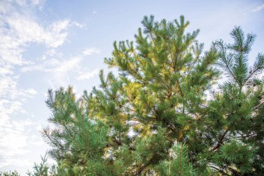 Açık mavi gökyüzüne karşı açık yeşil kozalaklı ağaçlar ve açık sirus bulutları. Doğa geçmişi, çevre dostu tasarım, seyahat kavramları, açık hava rahatlama ve çevre temaları için mükemmel..