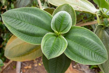 Kadife yeşil yaprakları ve detaylı dokusu olan tropikal bir bitkinin makro yakın çekimi. Güneşli iklimde ekolojiyi, botaniği, bahçıvanlığı ve egzotik bitkileri sembolize eden doğal arka plan.