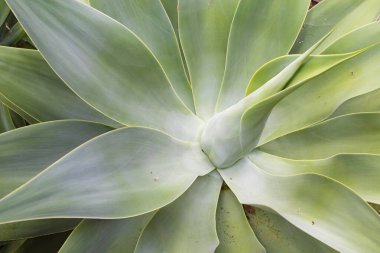 Kalın yeşil yapraklı ve roset şeklinde sıralanmış agave bitkisinin detaylı görüntüsü. Doğal doku ve tropikal arka plan ekolojiyi, çöl bitkilerini ve egzotik bahçıvanlığı sembolize ediyor..