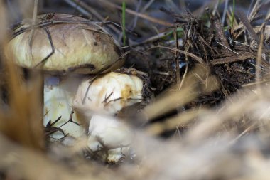 Kuru ot ve yaprakların arasında orman toprağında yetişen yabani mantarlara yakın. Doğa, organik gıda, ekoloji ve sonbahar hasadı kavramı.