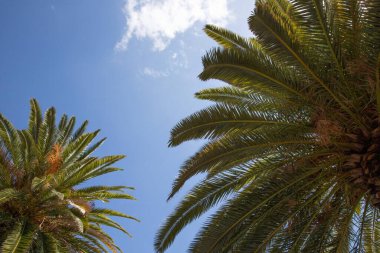 Aşağıdan, güneş ışığı ve beyaz bulutlu açık mavi gökyüzüne bakan palmiye ağaçlarının manzarasını kapat. Tropik yaz geçmişi, egzotik tatil konsepti ve doğa tasarımı..