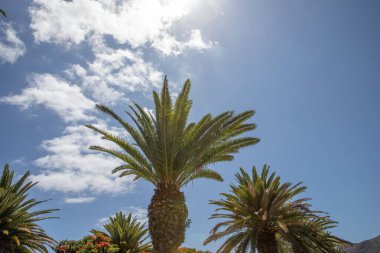 Aşağıdan, güneş ışığı ve beyaz bulutlu açık mavi gökyüzüne bakan palmiye ağaçlarının manzarasını kapat. Tropik yaz geçmişi, egzotik tatil konsepti ve doğa tasarımı..
