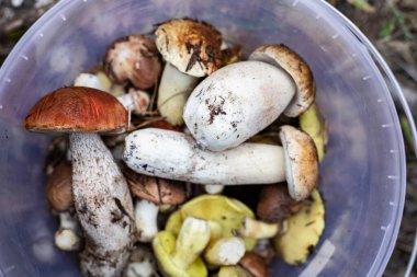 Close up of freshly picked wild mushrooms in plastic bucket on forest ground. Concept of organic food, autumn harvest, foraging, healthy eating and natural ingredients