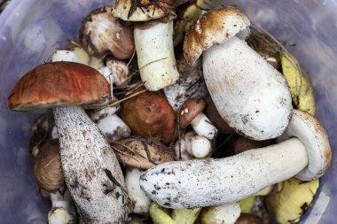 Close up of freshly picked wild mushrooms in plastic bucket on forest ground. Concept of organic food, autumn harvest, foraging, healthy eating and natural ingredients
