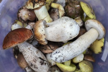 Close up of freshly picked wild mushrooms in plastic bucket on forest ground. Concept of organic food, autumn harvest, foraging, healthy eating and natural ingredients