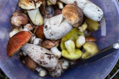 Freshly picked wild mushrooms including porcini, boletus, and chanterelles in a plastic bucket. Concept of forest harvest, organic food, vegetarian diet and cooking ingredients