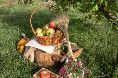 Wicker basket of apples with wheat bundle, pumpkin and flowers in garden. Rustic autumn still life, organic food, countryside lifestyle and harvest season concept.