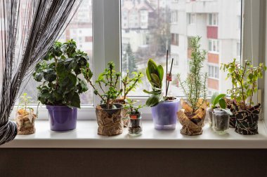 Pencere pervazında büyüyen yeşil yapraklı ve tomurcuklu kapalı bitkileri kapatın. Ev bahçe işleri, eko yaşam tarzı, doğal güzellik ve iç dekorasyon kavramı..