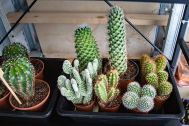 Konteynırların içine konmuş küçük saksılarda farklı kaktüsler yetişiyor. Ev dekorasyonu ve botanik çeşitliliğinden oluşan ev içi bahçe işleri, sulu koleksiyon kavramı..