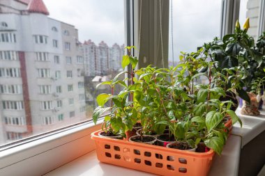 Pencere pervazında büyüyen yeşil yapraklı ve tomurcuklu kapalı bitkileri kapatın. Ev bahçe işleri, eko yaşam tarzı, doğal güzellik ve iç dekorasyon kavramı..