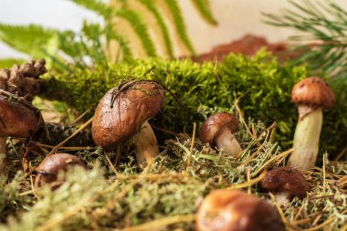 Çam iğneleri ve yosun arasında orman toprağında yetişen yabani mantarlara yakın doğal arka plan ekoloji orman yaşamını ve sonbahar doğasını sembolize ediyor.