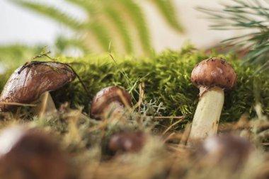 Sonbahar ormanlarında yetişen taze orman mantarları çam iğneleri ve yosun arasında yetişiyor. Mantar kavramı orman hasadı ve sonbahar doğası.