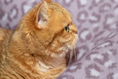 Şirin ev kedisi evde rahat bir battaniyede dinleniyor. Huzurlu bir ev hayatı ve hayvan bakımını temsil ediyor..