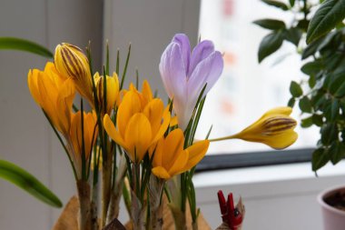 Canlı sarı ve mor yapraklı saksıda çiçek açan çiçeklerin yakın çekimi. Bahar uykusunun, yenilenmenin ve doğa güzelliğinin sembolü. Çiçekli arka planlar ve mevsimlik tasarım için mükemmel..