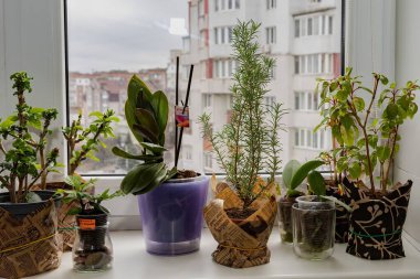 Various indoor plants growing on a bright windowsill in apartment. Cozy urban gardening concept symbolizing green lifestyle, home comfort, and natural air purification.
