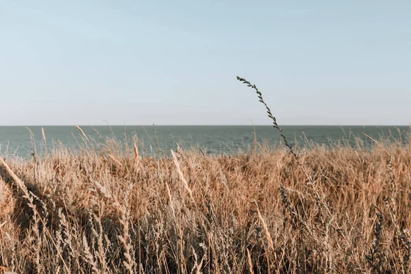 stock image Sea landscape in soft color palette. Meadow plants and tall grass on a high seashore. Minimalist photo. Clear horizon above water. Black Sea, Ukraine, Eastern Europe.