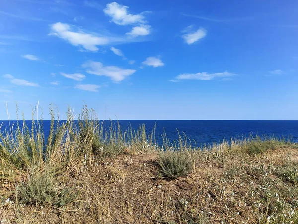 Tall Grass High Seashore Sea Landscape Bright Color Palette Clear — Stock Photo, Image