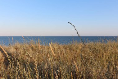 Açık deniz kıyısındaki çayır bitkileri ve uzun otlar. Deniz manzarası. Suyun üstündeki açık ufuk. Karadeniz, Ukrayna, Doğu Avrupa. Minimalist fotoğraf.