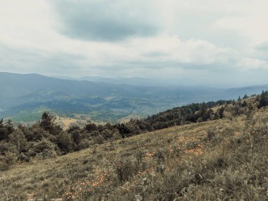 Green meadowland on the top of the mountain. Cloudy sky over the mountain range. Summer landscape with wildflowers. Ukraine, Eastern Europe.
