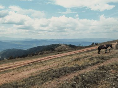 Dirt road at the top of the peak. Green summer mountain landscape. A horse tied in a meadow. Mountain ranges on the horizon. Carpathian Mountines, Ukraine, Eastern Europe.