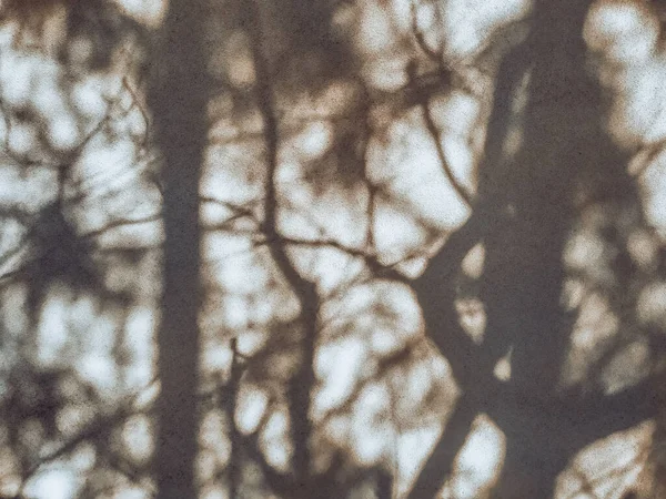 Dense tree shadows on a gray wall in a sunny day. Abstract blurry natural background. Branches shadow close up. Detailed texture.