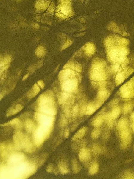 Dense tree shadows on a yellow wall in a sunny day. Abstract natural background. Blurry dark shadows of branches, close up texture.