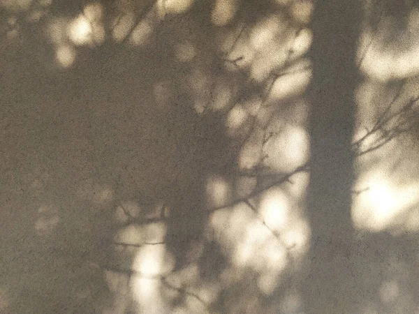 Tree shadows on a beige wall. Natural abstract background. Blurry shadows of dense branches, close up texture. Easily add depth and organic texture to your designs.