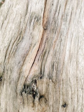 A large piece of tree trunk. Neutral brown hardwood background. An old tree trunk surface with stripes and cracks. Lumber organic texture close-up, natural wooden background.