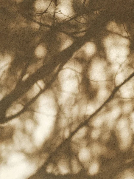 Abstract natural background. Tree shadows on a beige wall. Blurry shadows of dense branches, close up texture.
