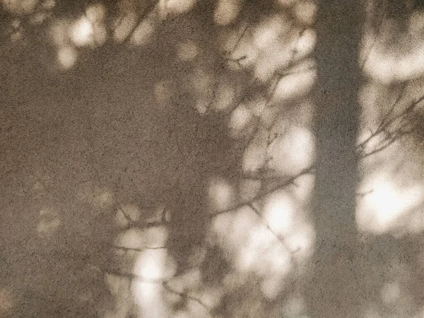 Tree shadows on a beige wall. Blurry shadows of dense branches, close up texture. Natural abstract background. Easily add depth and organic texture to your designs.