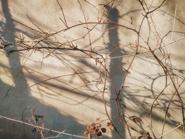 Güneşli bir günde ağaç gölgeleri. Duvara yakın ince dallar. Bulanık gölgeli doğal bir arka plan. Dallar gölgeyi kapatır.